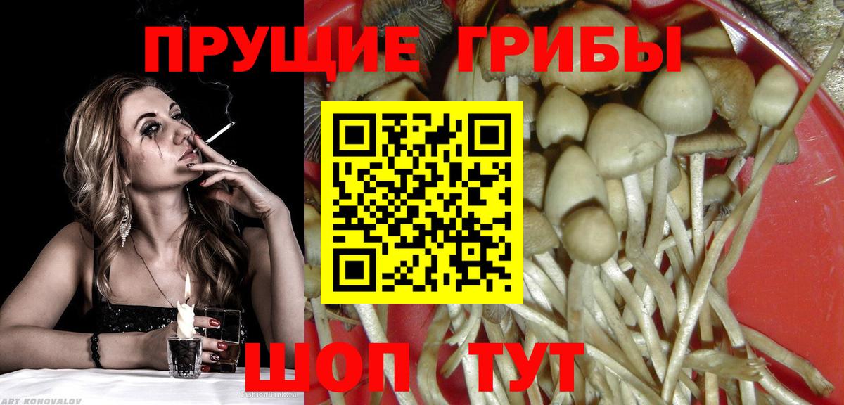 Алейск  Галлюциногенные грибы Psilocybine cubensis  Вход с VPN 
